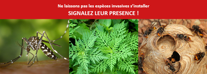 signaler frelon ambroisie moustique